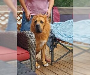 Fila Brasileiro Dogs for adoption in Jasper, AL, USA