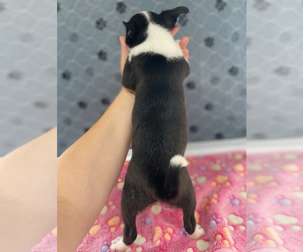 Medium Photo #2 Chihuahua Puppy For Sale in MARION, VA, USA