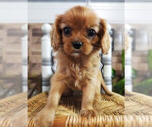 Cavalier King Charles Spaniel Puppy for Sale in CARLISLE, Kentucky USA