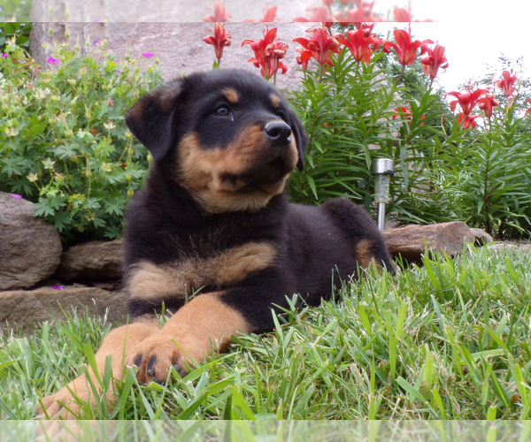 Medium Photo #6 Rottweiler Puppy For Sale in MILLERSBURG, OH, USA