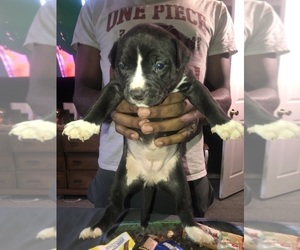 American Bully Puppy for sale in LANSFORD, PA, USA