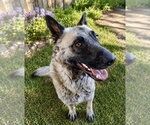 Small #2 German Shepherd Dog Mix