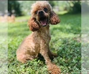 Father of the Poodle (Toy) puppies born on 06/02/2026