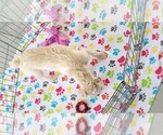 Small #8 Schnoodle (Miniature)