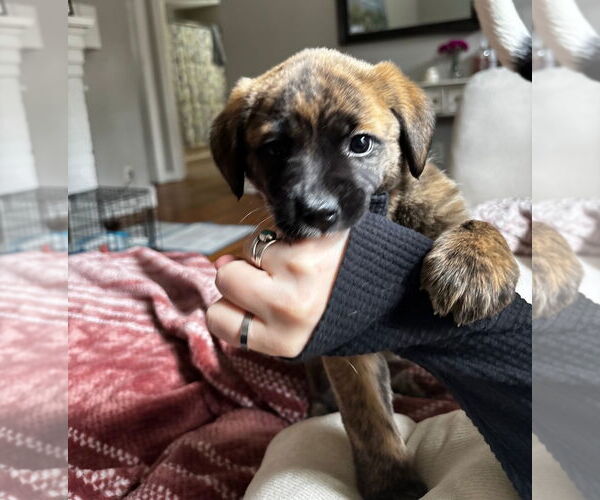 Medium Photo #2 American Staffordshire Terrier-German Shepherd Dog Mix Puppy For Sale in Chester, VA, USA