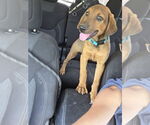 Small #5 Doberman Pinscher