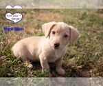 Small #1 Chiweenie