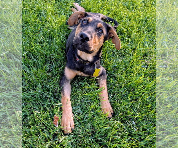 Medium Photo #17 Doberman Pinscher-German Shepherd Dog Mix Puppy For Sale in Sandy, UT, USA