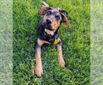 Small #16 Doberman Pinscher-German Shepherd Dog Mix