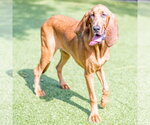 Small #2 Bloodhound