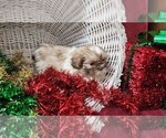 Small Photo #11 Shih Tzu Puppy For Sale in GREENWOOD, WI, USA