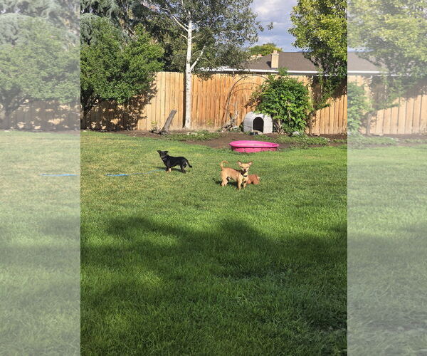 Medium Photo #9 Chihuahua Puppy For Sale in Sandy, UT, USA