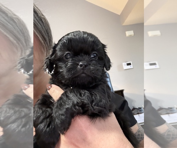 Medium Photo #1 Shih Tzu Puppy For Sale in CUMMING, GA, USA