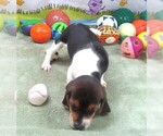 Small #6 Beagle