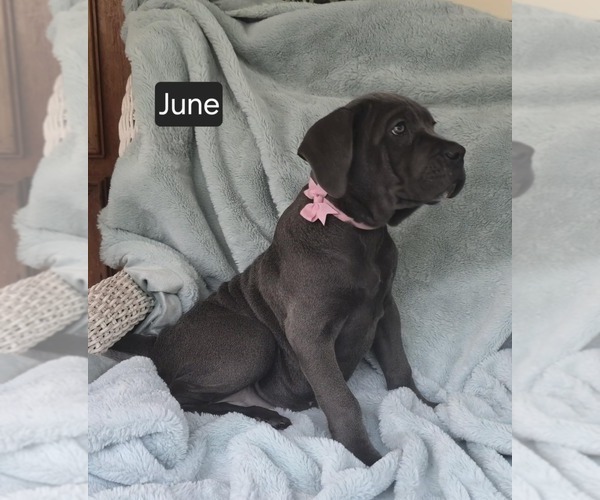 Medium Photo #4 Cane Corso Puppy For Sale in MINERAL WELLS, WV, USA