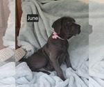 Small #3 Cane Corso