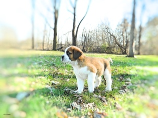 Saint Bernard Puppy for sale in YPSILANTI, MI, USA