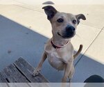 Small Photo #2 Carolina Dog-Unknown Mix Puppy For Sale in Tulsa, OK, USA