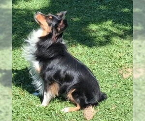 Mutt Dogs for adoption in Dublin, OH, USA