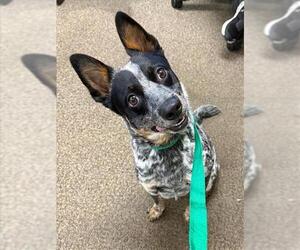 Australian Cattle Dog Dogs for adoption in Woodland, CA, USA