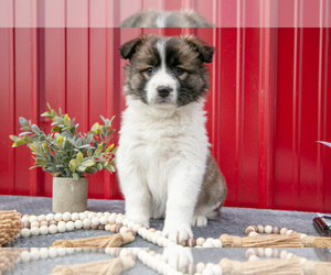 Medium Australian Shepherd