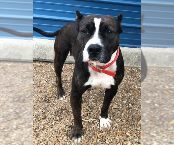 Medium Photo #5 American Staffordshire Terrier-Unknown Mix Puppy For Sale in St. Ann, MO, USA