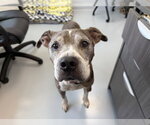 Small #3 American Pit Bull Terrier Mix