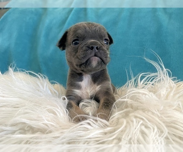 Medium Photo #7 English Bulldog Puppy For Sale in HOUSTON, TX, USA