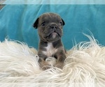 Small #6 English Bulldog