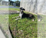 Small #18 Basset Hound-Great Dane Mix