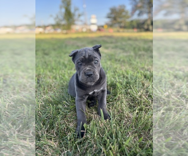 Medium Photo #1 Cane Corso Puppy For Sale in CLARKRANGE, TN, USA