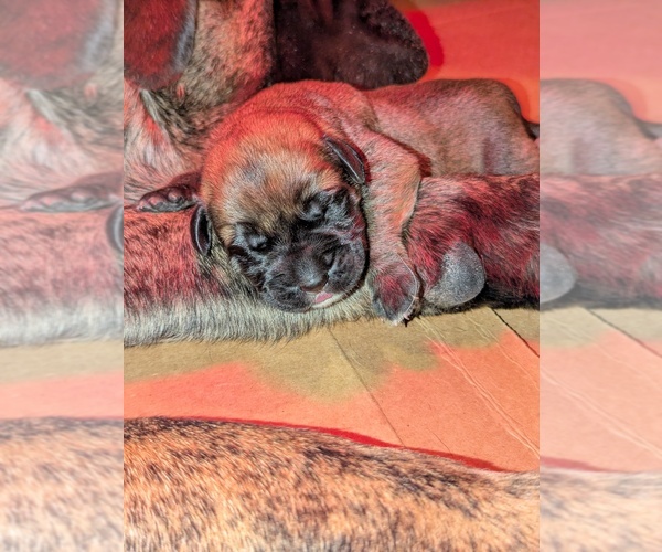 Medium Photo #6 Mastiff Puppy For Sale in CATO, NY, USA