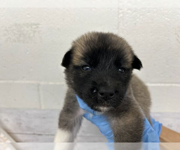 Medium Photo #1 German Shepherd Dog-Unknown Mix Puppy For Sale in San Bernardino, CA, USA