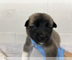 German Shepherd Dog-Unknown Mix Dogs for adoption in San Bernardino, CA, USA