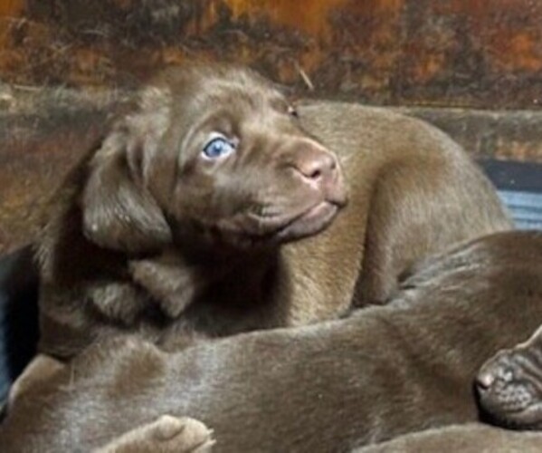 Medium Photo #2 Labrador Retriever Puppy For Sale in OMAHA, NE, USA