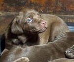 Puppy Puppy 1 Labrador Retriever