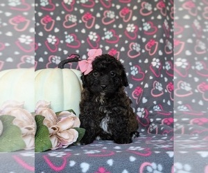 Poodle (Toy) Puppy for sale in KIRKWOOD, PA, USA