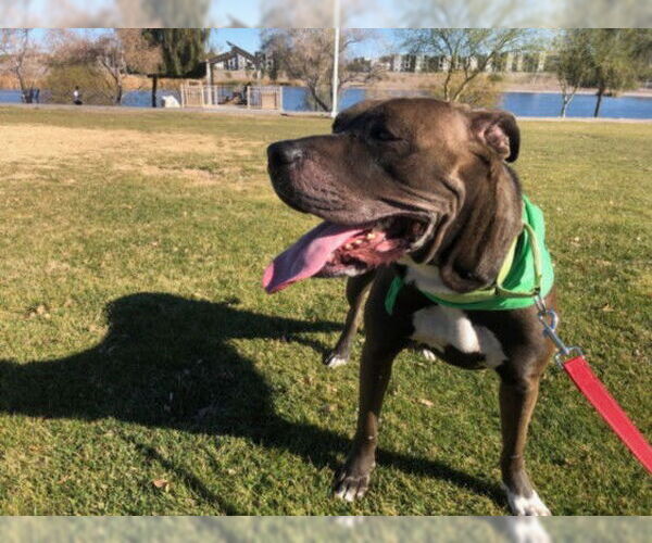 Medium Photo #2 Mutt Puppy For Sale in Las Vegas, NV, USA