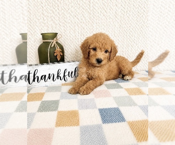 Medium Photo #4 Goldendoodle mix (+ Poodle Miniature) Puppy For Sale in INDIANAPOLIS, IN, USA