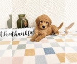 Small #3 Goldendoodle mix (+ Poodle Miniature)