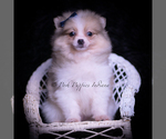 Small #5 Pomeranian