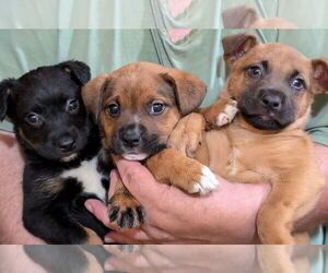 Mutt Dogs for adoption in Pena Blanca, NM, USA