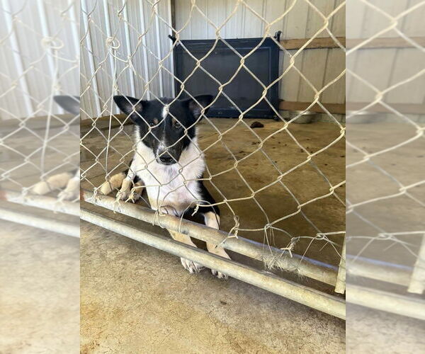 Medium Photo #4 Border Collie-Siberian Husky Mix Puppy For Sale in Aurora, IN, USA