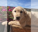 Small Photo #4 Golden Retriever Puppy For Sale in CANON CITY, CO, USA
