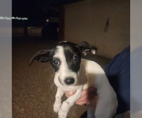 Medium Photo #1 ShiChi Puppy For Sale in Mesa, AZ, USA