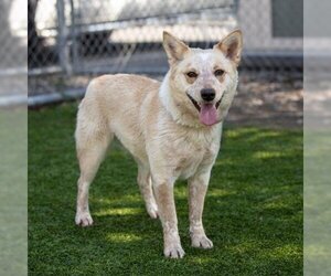 Australian Cattle Dog Dogs for adoption in Camarillo, CA, USA