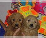 Small Photo #5 Goldendoodle Puppy For Sale in BARNUM, IA, USA