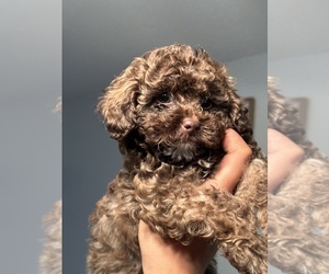 Poodle (Standard)-Shih Tzu Mix Puppy for sale in STAFFORD, VA, USA