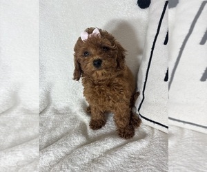 Goldendoodle (Miniature) Puppy for sale in GREENFIELD, IN, USA