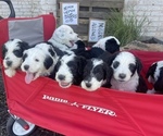 Small Photo #15 Sheepadoodle Puppy For Sale in INDIAHOMA, OK, USA